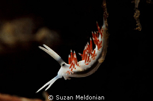 Flabellina aerobics demonstration by Suzan Meldonian 